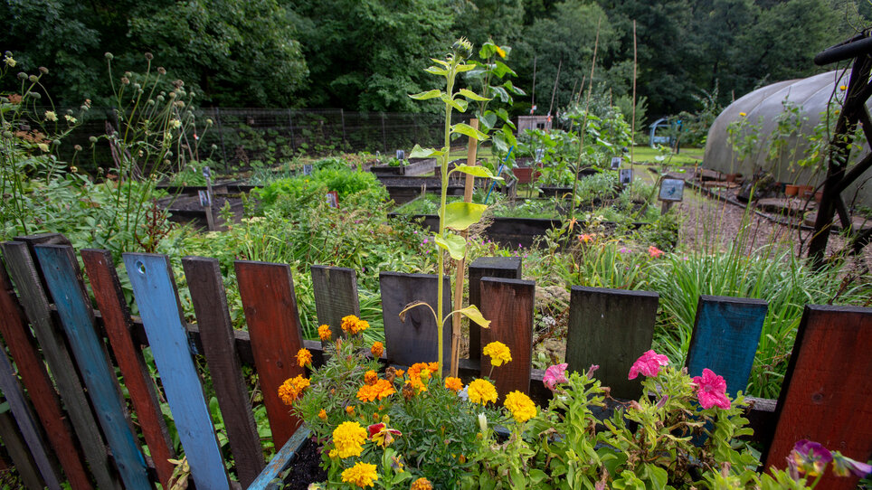 Catrine Bank garden