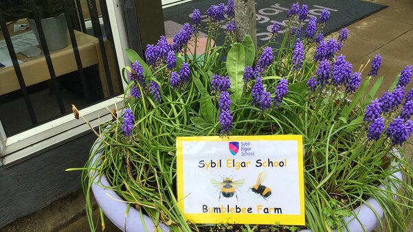 Creating buzz: Sybil Elgar School joins bumblebee-friendly schools scheme